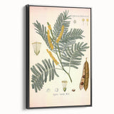 Vintage Botanical Illustration of Acacia – Botanical Art Prints
