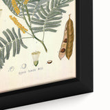 Vintage Botanical Illustration of Acacia – Botanical Art Prints