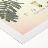 Vintage Botanical Illustration of Acacia – Botanical Art Prints