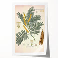 Vintage Botanical Illustration of Acacia – Botanical Art Prints