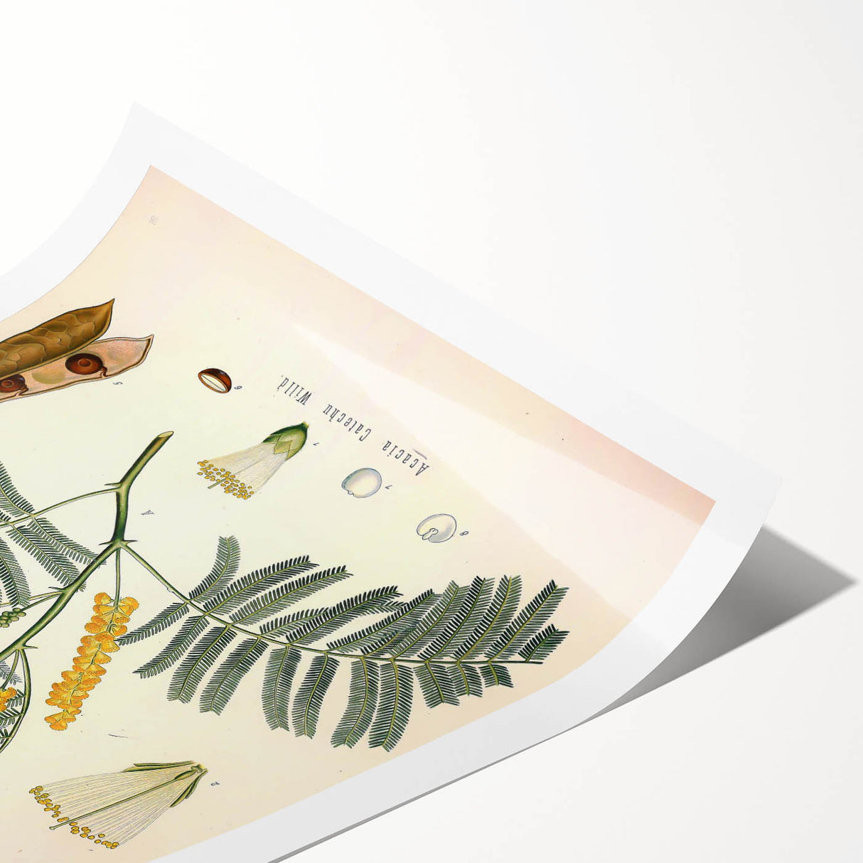 Vintage Botanical Illustration of Acacia – Botanical Art Prints
