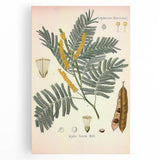 Vintage Botanical Illustration of Acacia – Botanical Art Prints