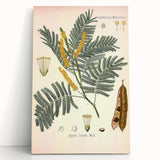 Vintage Botanical Illustration of Acacia – Botanical Art Prints