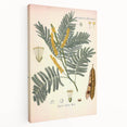 Vintage Botanical Illustration of Acacia – Botanical Art Prints