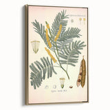 Vintage Botanical Illustration of Acacia – Botanical Art Prints