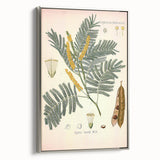 Vintage Botanical Illustration of Acacia – Botanical Art Prints