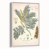 Vintage Botanical Illustration of Acacia – Botanical Art Prints