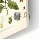 Vintage Botanical Illustration of Anise – Botanical Art Prints