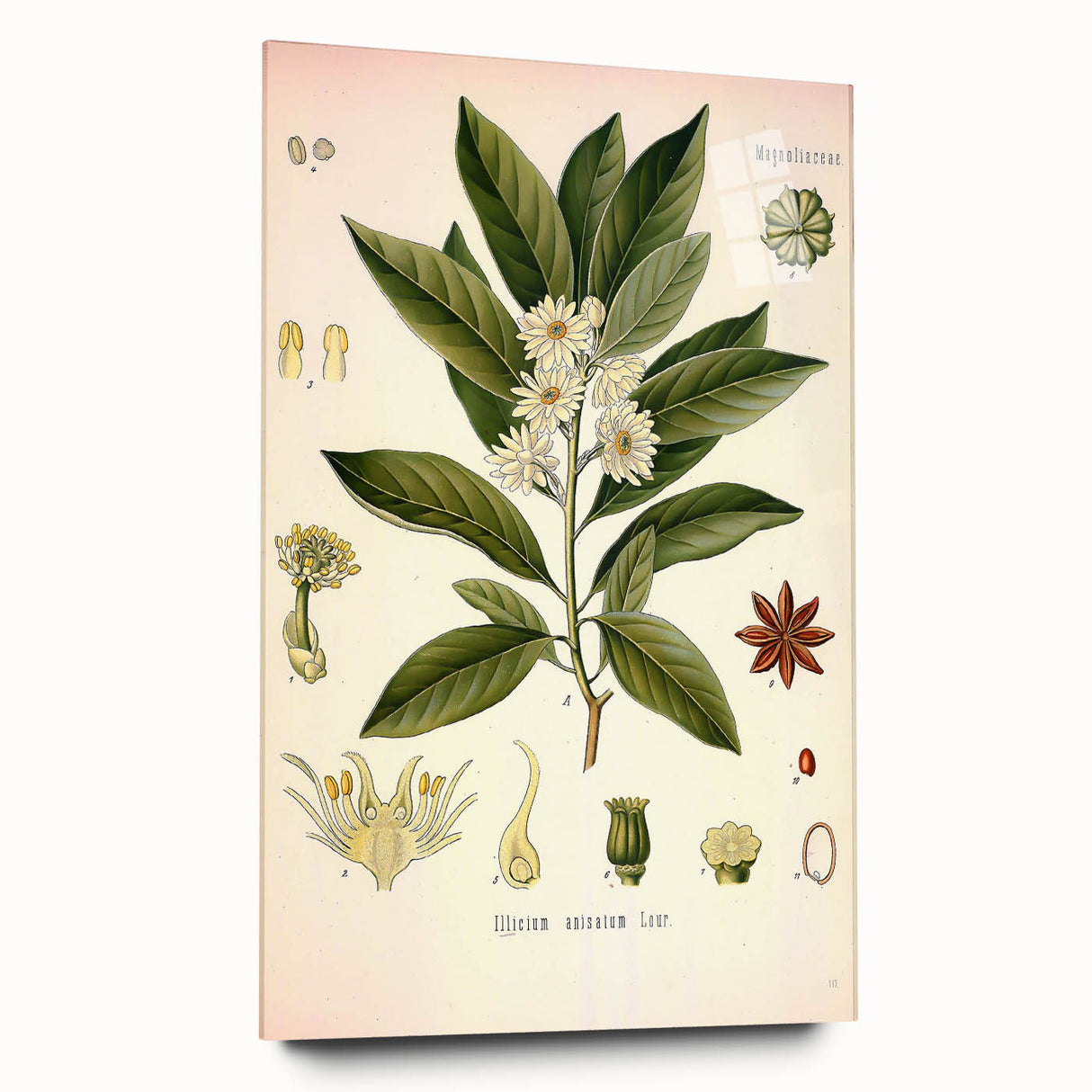 Vintage Botanical Illustration of Anise – Botanical Art Prints