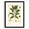 Vintage Botanical Illustration of Anise – Botanical Art Prints