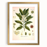Vintage Botanical Illustration of Anise – Botanical Art Prints