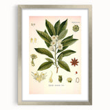 Vintage Botanical Illustration of Anise – Botanical Art Prints