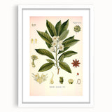 Vintage Botanical Illustration of Anise – Botanical Art Prints