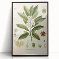 Vintage Botanical Illustration of Anise – Botanical Art Prints