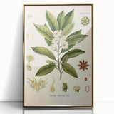 Vintage Botanical Illustration of Anise – Botanical Art Prints