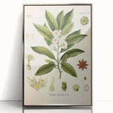 Vintage Botanical Illustration of Anise – Botanical Art Prints