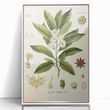 Vintage Botanical Illustration of Anise – Botanical Art Prints