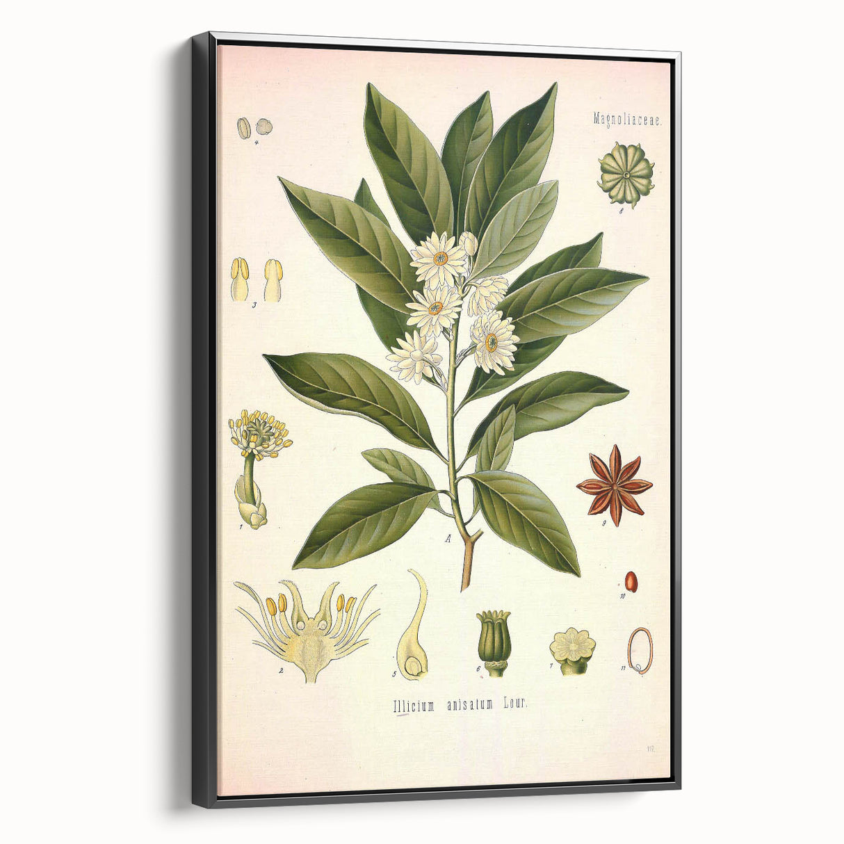 Vintage Botanical Illustration of Anise – Botanical Art Prints