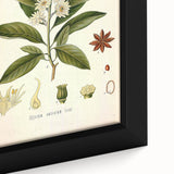 Vintage Botanical Illustration of Anise – Botanical Art Prints