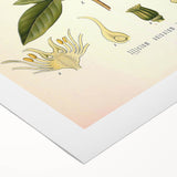 Vintage Botanical Illustration of Anise – Botanical Art Prints