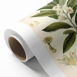 Vintage Botanical Illustration of Anise – Botanical Art Prints