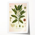 Vintage Botanical Illustration of Anise – Botanical Art Prints