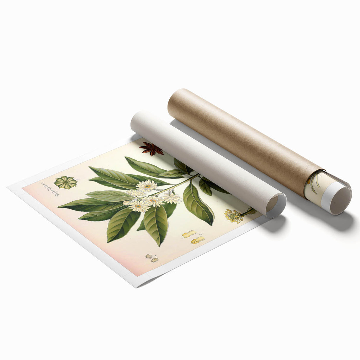 Vintage Botanical Illustration of Anise – Botanical Art Prints
