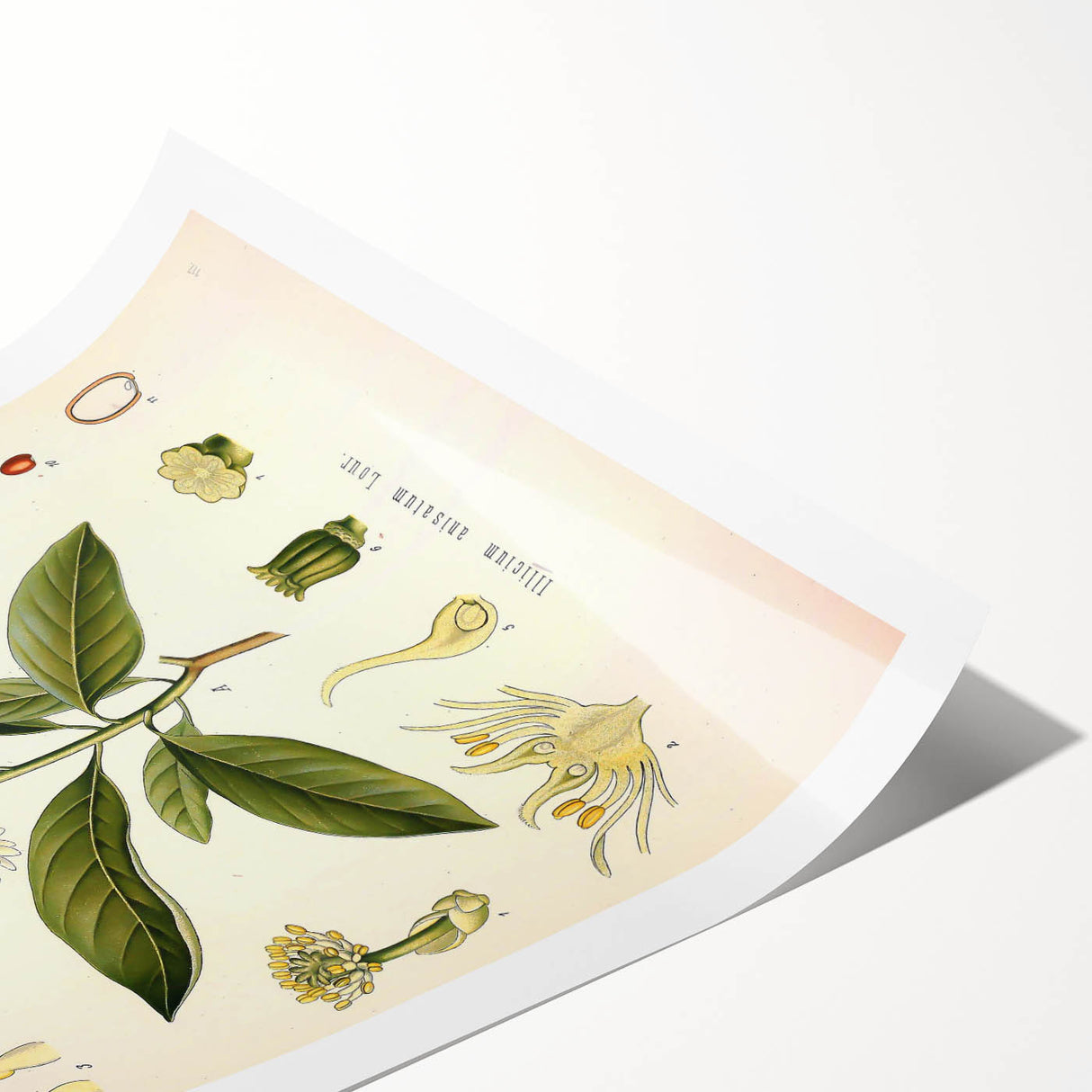 Vintage Botanical Illustration of Anise – Botanical Art Prints