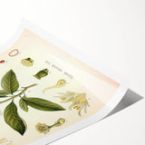 Vintage Botanical Illustration of Anise – Botanical Art Prints