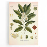 Vintage Botanical Illustration of Anise – Botanical Art Prints