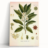 Vintage Botanical Illustration of Anise – Botanical Art Prints