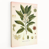 Vintage Botanical Illustration of Anise – Botanical Art Prints