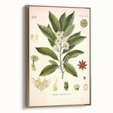 Vintage Botanical Illustration of Anise – Botanical Art Prints