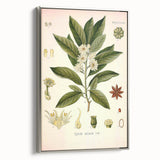 Vintage Botanical Illustration of Anise – Botanical Art Prints