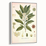 Vintage Botanical Illustration of Anise – Botanical Art Prints
