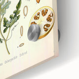 Vintage Botanical Illustration of Citrullus – Botanical Art Prints