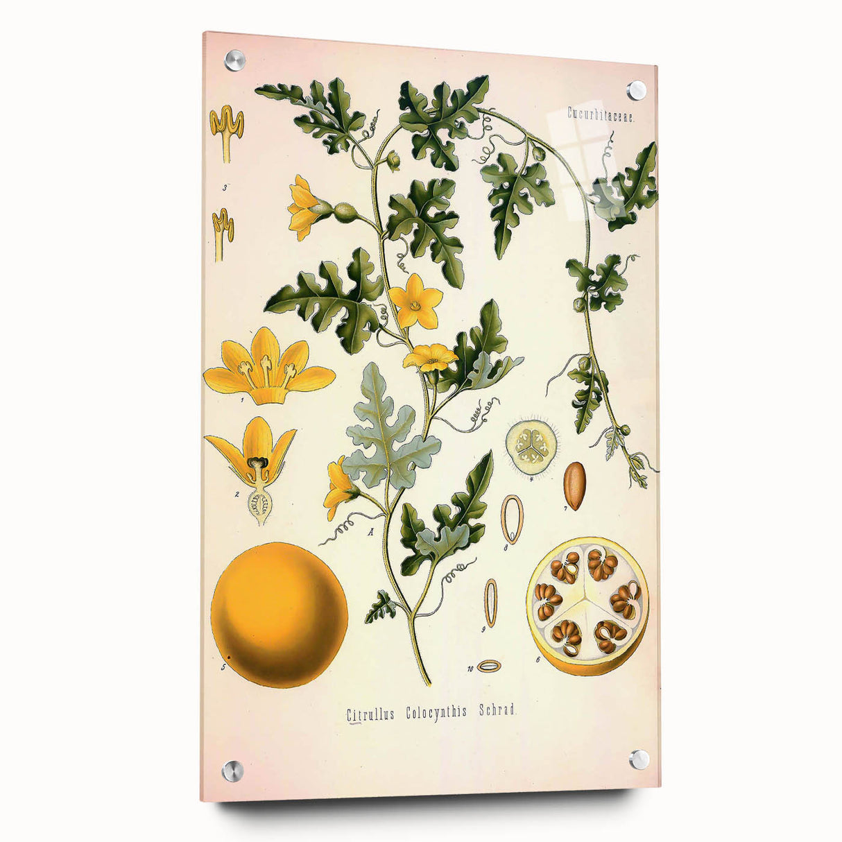 Vintage Botanical Illustration of Citrullus – Botanical Art Prints