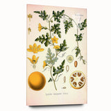 Vintage Botanical Illustration of Citrullus – Botanical Art Prints