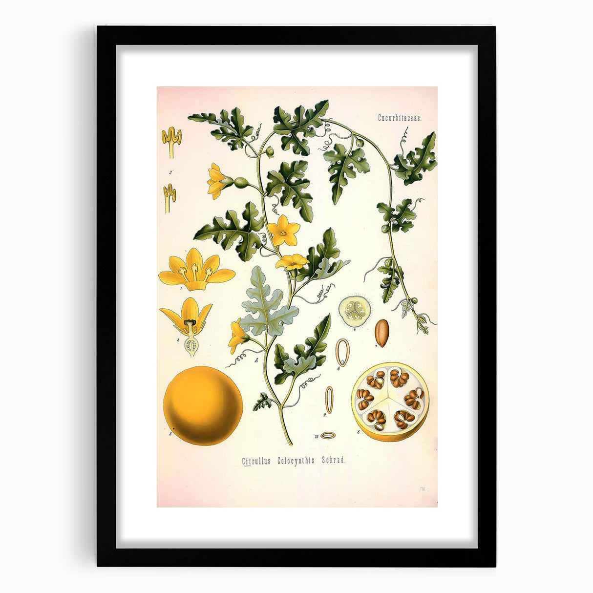 Vintage Botanical Illustration of Citrullus – Botanical Art Prints