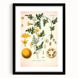 Vintage Botanical Illustration of Citrullus – Botanical Art Prints
