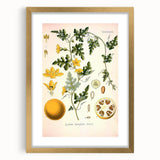 Vintage Botanical Illustration of Citrullus – Botanical Art Prints