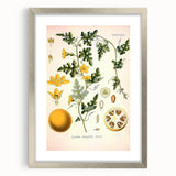 Vintage Botanical Illustration of Citrullus – Botanical Art Prints