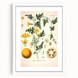 Vintage Botanical Illustration of Citrullus – Botanical Art Prints
