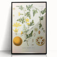 Vintage Botanical Illustration of Citrullus – Botanical Art Prints