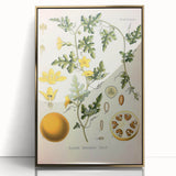 Vintage Botanical Illustration of Citrullus – Botanical Art Prints