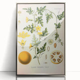 Vintage Botanical Illustration of Citrullus – Botanical Art Prints