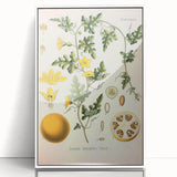 Vintage Botanical Illustration of Citrullus – Botanical Art Prints