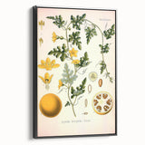 Vintage Botanical Illustration of Citrullus – Botanical Art Prints