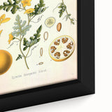 Vintage Botanical Illustration of Citrullus – Botanical Art Prints
