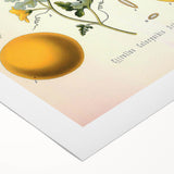 Vintage Botanical Illustration of Citrullus – Botanical Art Prints